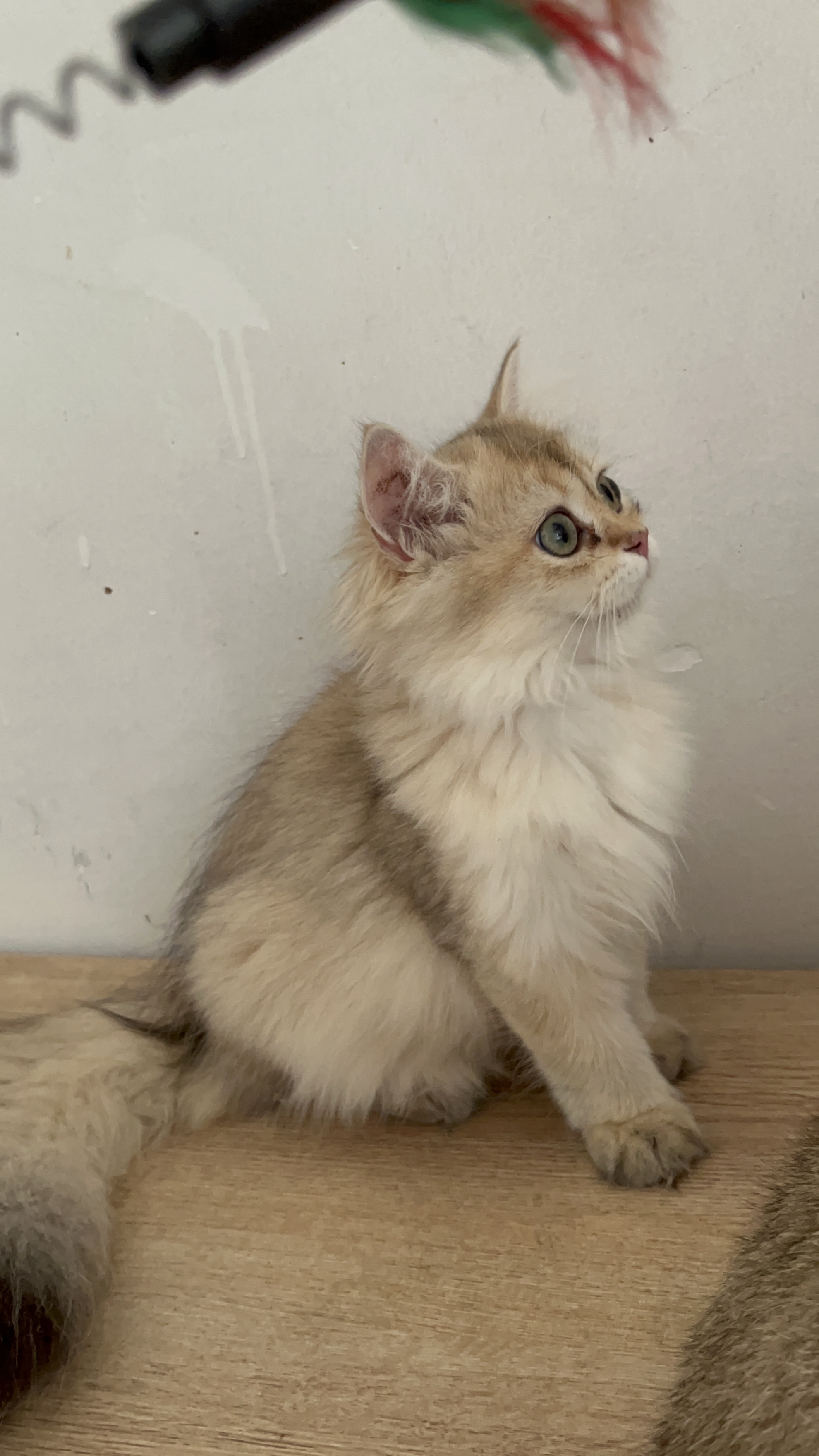 11色长毛金渐层